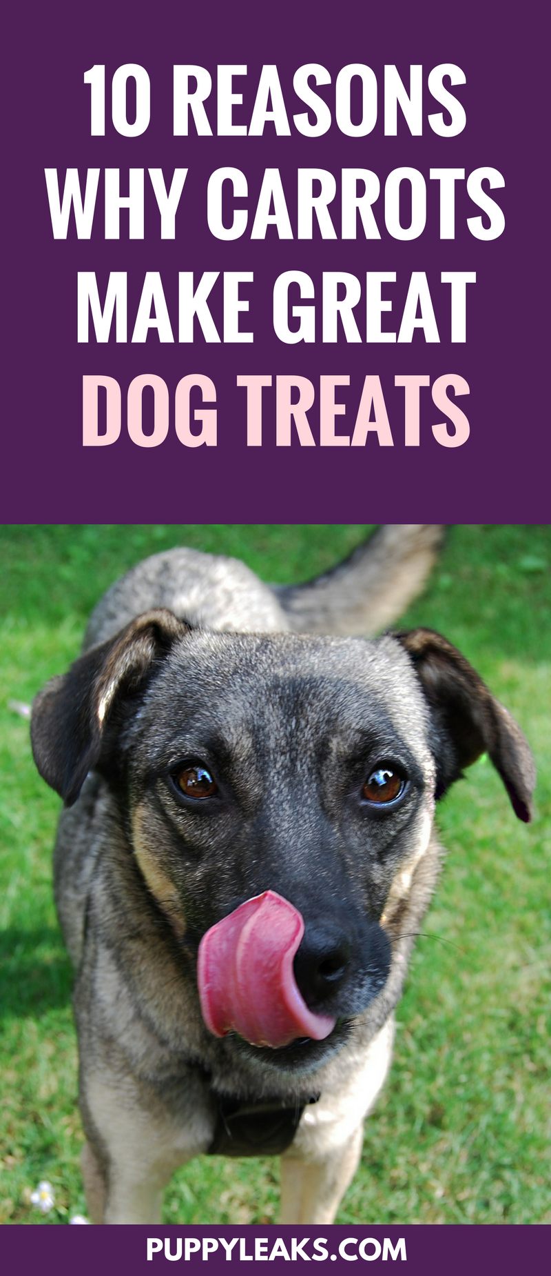 10 Reasons Why Carrots Make Great Dog Treats