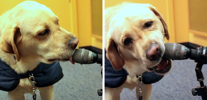 Charlie the Failed Guide Dog