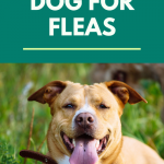 How to check your dog for fleas