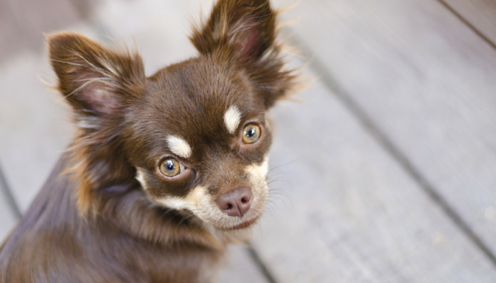 9% of Dogs in Texas Found to Carry Kissing Bug Disease