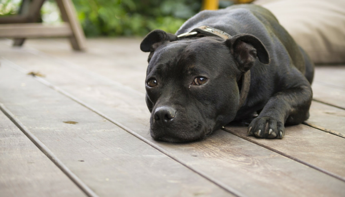 Why a Second Dog is Not a Cure for Separation Anxiety