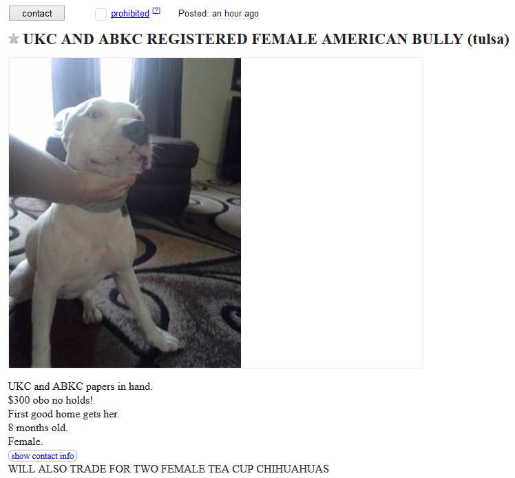 craigslist dog