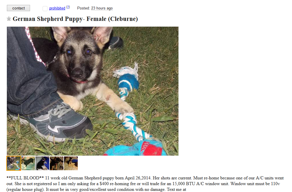 craigslist dog