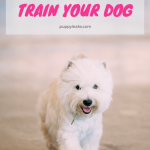 How to clicker train your dog