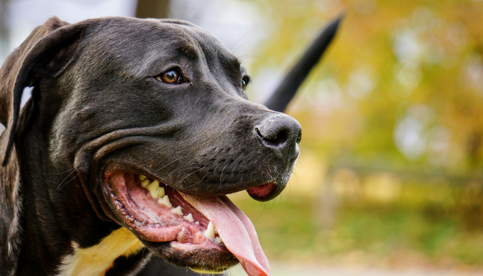 Why do dogs take so long to poop