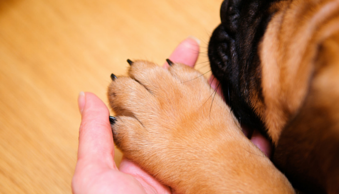 cutting your dogs nail too short bleeding