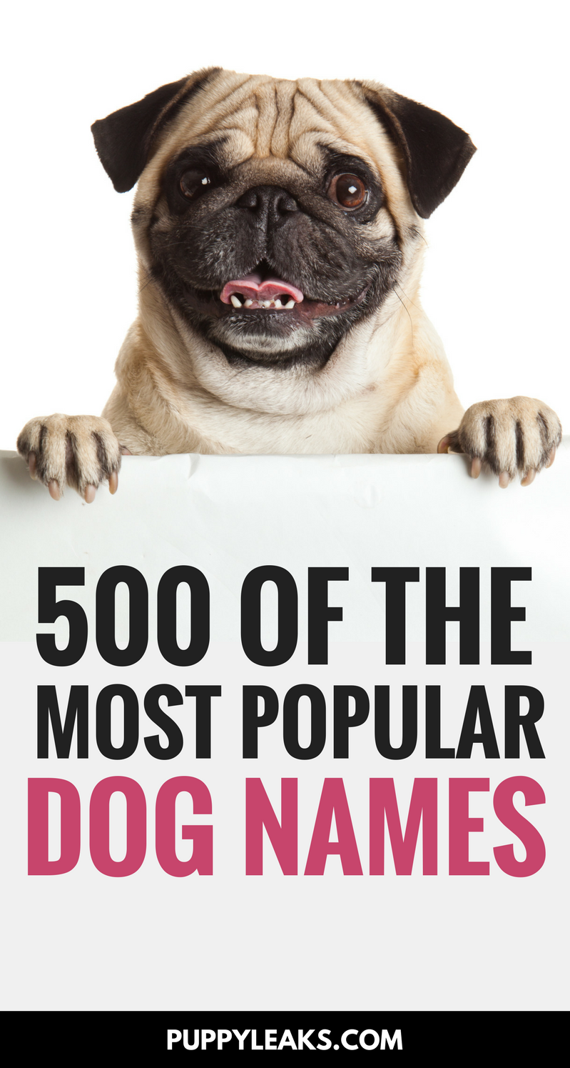 500 Of The Most Popular Dog Names