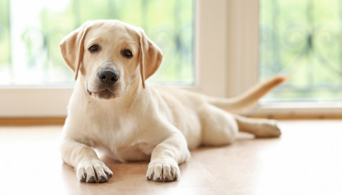 How to Clean Dog Nose Prints Off Your Window