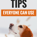 Dog Walking Tips