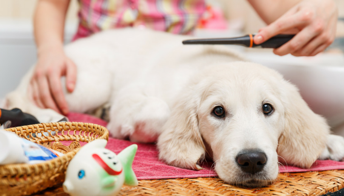 What You Need to Know Before Shaving Your Dog