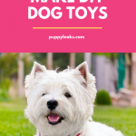 Easy to Make DIY Dog Toys