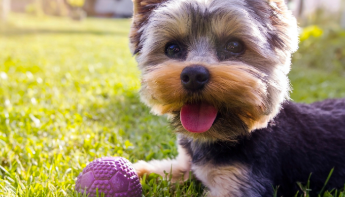 10 Easy Ways to Exercise Your Dog