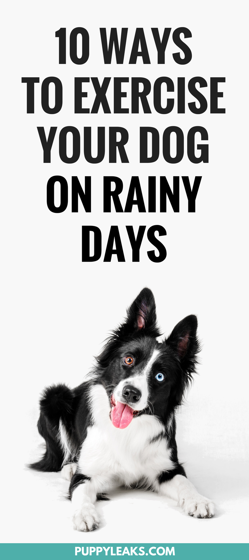 10 Ways To Exercise Your Dog On a Rainy Day