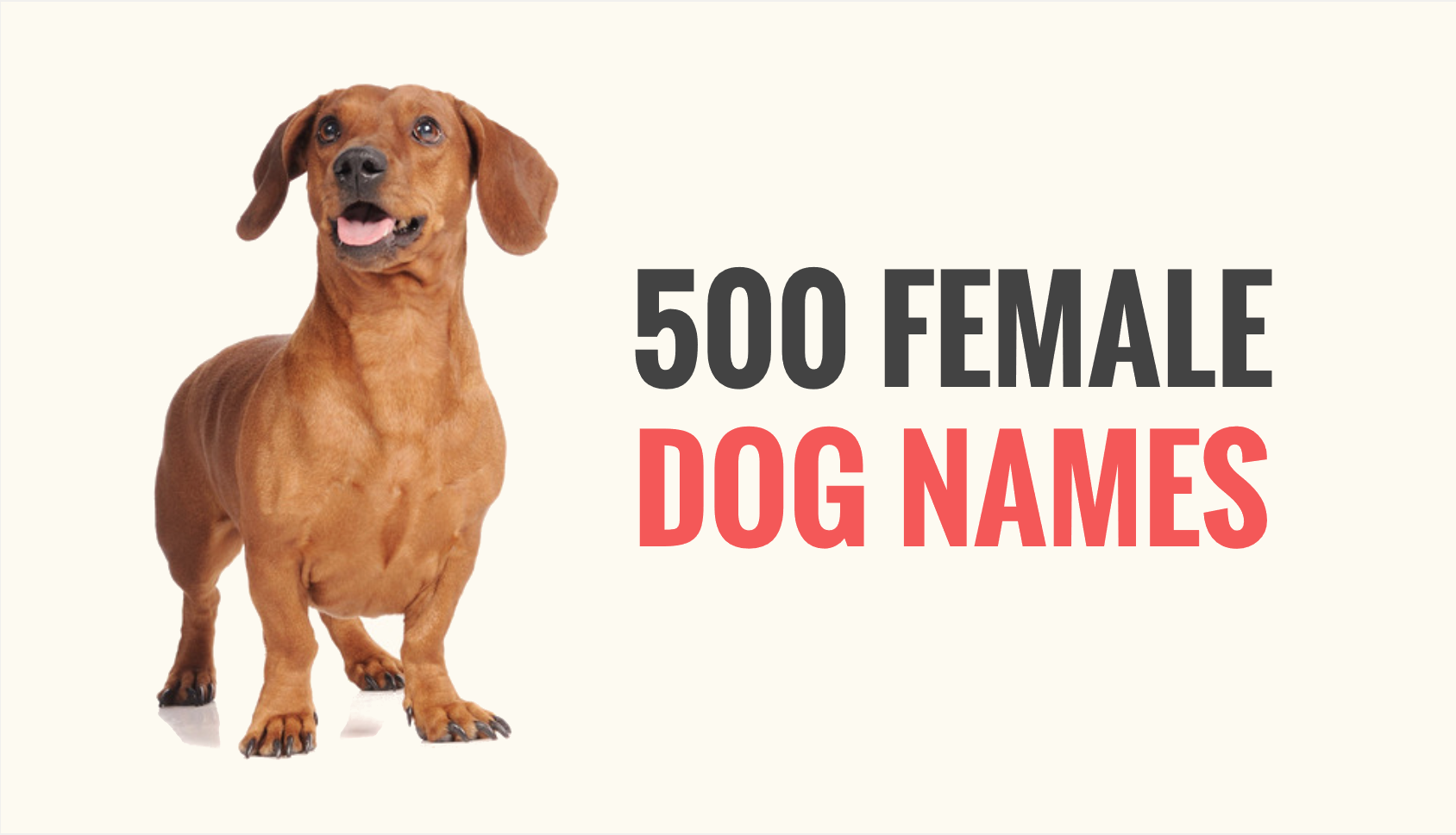 500 Female Dog Names