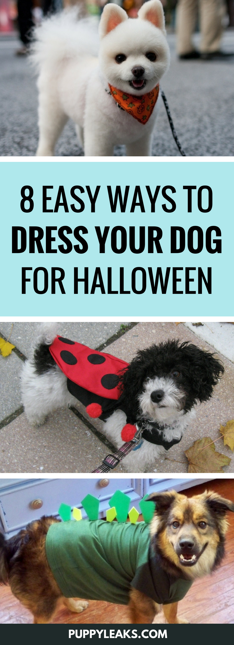 8 Easy Ways to Dress Your Dog For Halloween