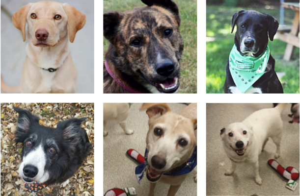 Happy Tails: these awesome Michigan dogs have been adopted.