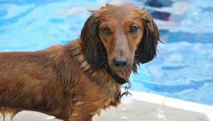 swimming improves mobility in dogs