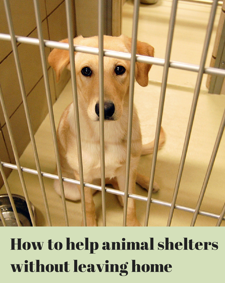 help animal shelters