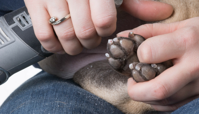 5 Ways to Stop Your Dogs Nail From Bleeding