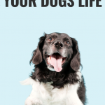 5 Simple Ways to Improve Your Dogs Life