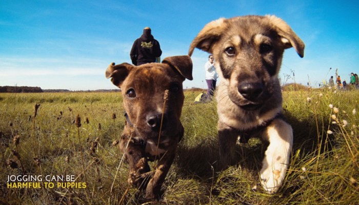 jogging can be harmful to puppies