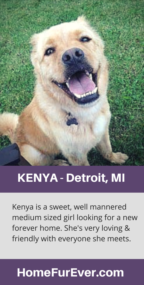 Kenya is a sweet and lovable medium sized dog available for adoption in Detroit, MI.