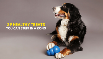 Kong treat ideas best sale