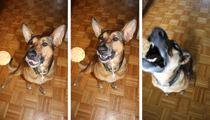 Apple Peanut Butter & Oat Dog Treat Recipe