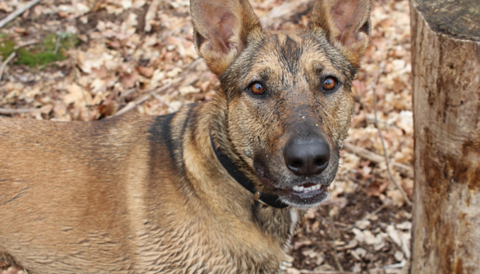 Why do dogs go grey early?