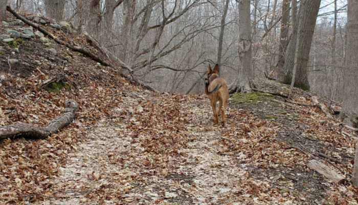 What I Miss About Owning a Dog in the Suburbs