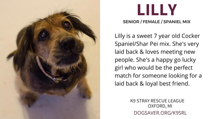 Adoptable Senior Pets in Michigan