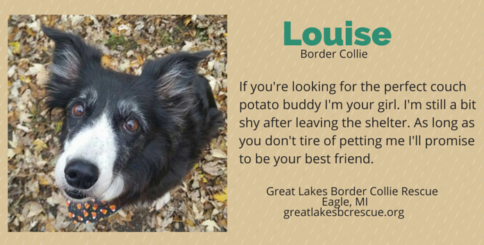 louise adopable border collie michigan