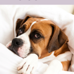 Why Do Dogs Love to Cuddle?