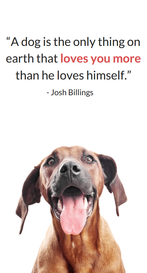 25 Sweet Dog Quotes