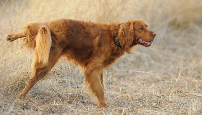 Why do Female Dogs Get Blamed for Killing Grass