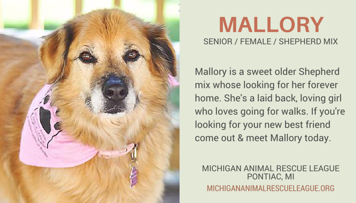 Stunning Senior Dogs for Adoption