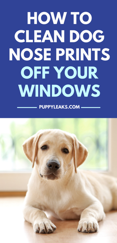 How to clean dog nose prints off your windows