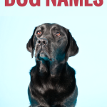 500 Old Fashioned Dog Names