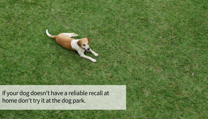 13 Simple Steps to Improve Your Dogs Recall