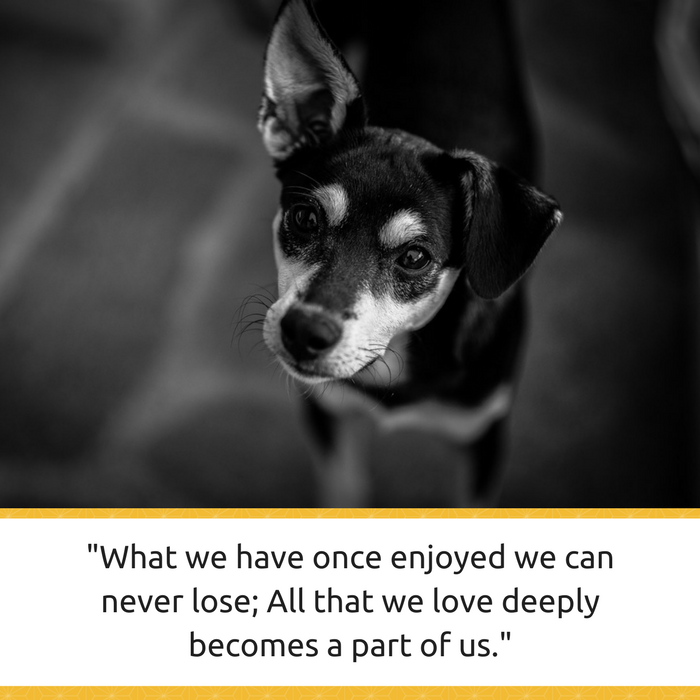 30 Quotes About Losing a Pet & Dealing With Grief