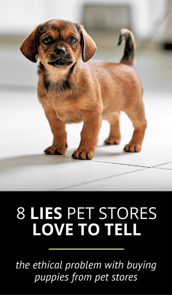 8 Lies Pet Stores Love to Tell