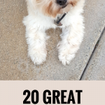 20 Great Pinterest Boards For Dog Lovers to Follow