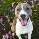 New Delaware Bill Prohibits Breed Specific Legislation