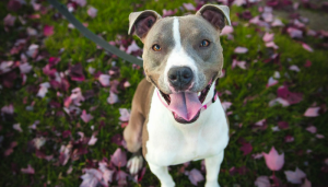 New Delaware Bill Prohibits Breed Specific Legislation