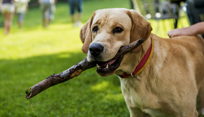 how to teach your dog to come when called