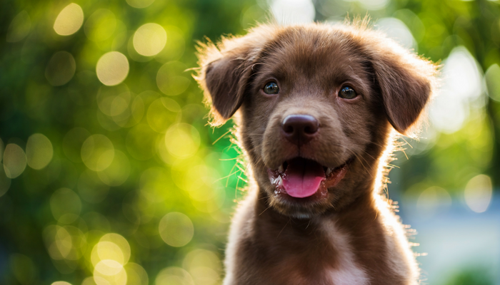 10 Ways to Bond With Your New Dog