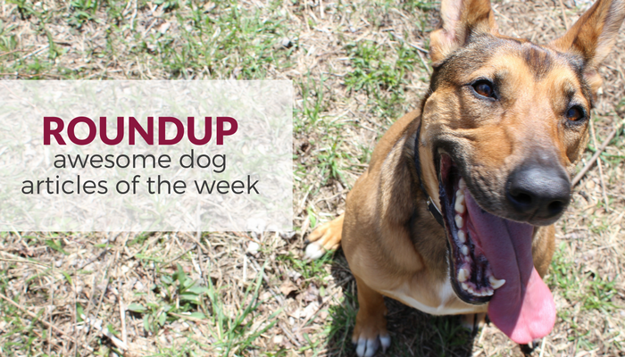 Roundup: Favorite Dog Articles of the Week