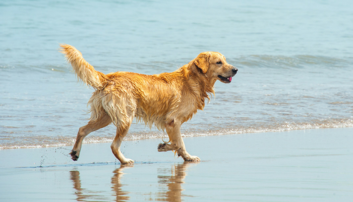 10 Swimming Safety Tips for Dogs