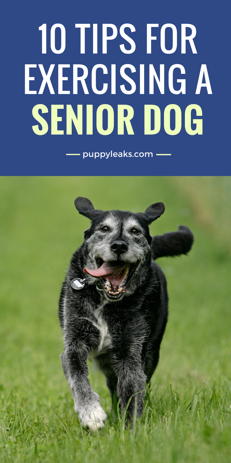 10 Tips For Exercising a Senior Dog