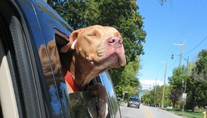 Shelter Dogs Smiling After Adoption